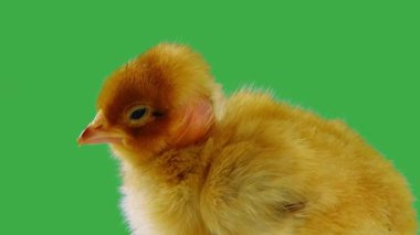 Şarkı söyleyen tavuk yeşil ekranda