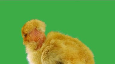 Şarkı söyleyen tavuk yeşil ekranda