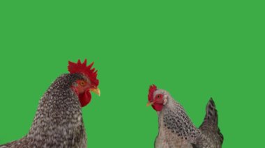 Gri tavuk ve gri horoz yeşil ekranda