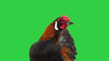 Yeşil ekranda bir horoz portresi