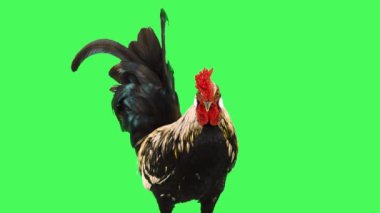 Yeşil ekranda dans eden horoz