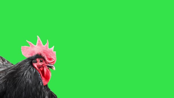 Coq Noir Regarde Dans Différentes Directions Sur Écran Vert — Video