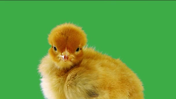 Śpiew Kurczaka Zielonym Ekranie — Wideo stockowe