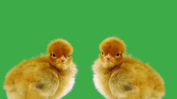 Sjungande Kycklingar Grön Skärm — Stockvideo
