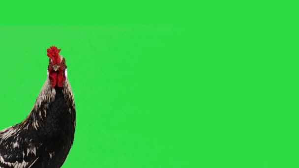 Porträt Eines Hahns Auf Einem Grünen Bildschirm — Stockvideo