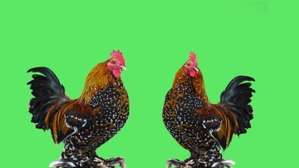 Two Dwarf Cockerels Green Screen — Stock Video