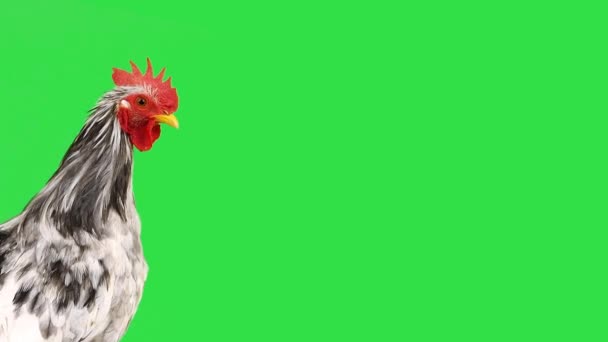 Portrét Šedého Kohouta Zelenou Obrazovkou — Stock video
