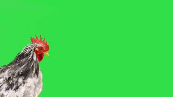 Porträt Eines Grauen Hahns Mit Grünem Bildschirm — Stockvideo