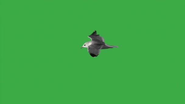 Чайка Літає Зеленому Екрані — стокове відео