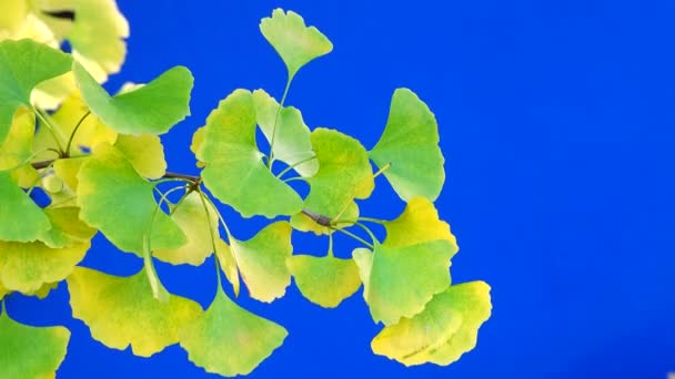 Ramură Copac Ginkgoaceae Ecran Verde — Videoclip de stoc