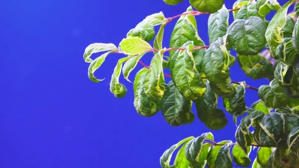 Listí Větvi Stromu Modré Obrazovce — Stock video