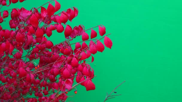 Κόκκινο Δέντρο Φύλλα Πράσινη Οθόνη — Αρχείο Βίντεο