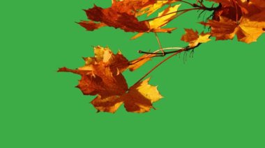 Yeşil ekrandaki ağaç dalında sarı yapraklar