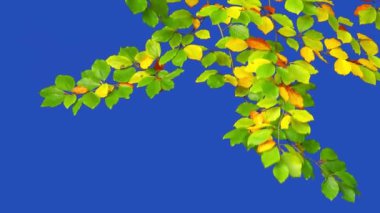 Sarı yapraklar mavi ekran üzerinde bir ağaç dalında