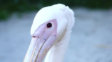Farklı yönlere bakan pembe bir pelikanın portresi