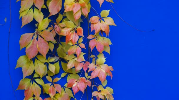 Folhas Vermelhas Uvas Selvagens Uma Tela Azul — Vídeo de Stock