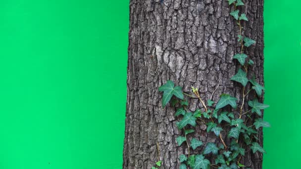 Zelená Břečťan Větev Stromě Zelené Obrazovce — Stock video