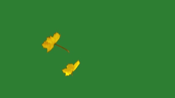 Падаюче Кленове Листя Повільному Русі Зеленому Екрані — стокове відео