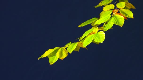 Жовте Листя Гілці Дерева Синьому Екрані — стокове відео