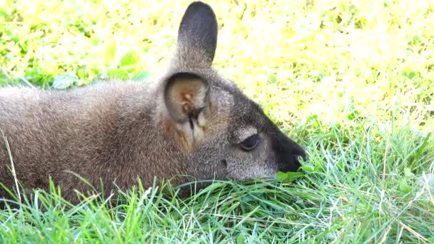 カンガルーは草の上に横たわって耳を動かす — ストック動画