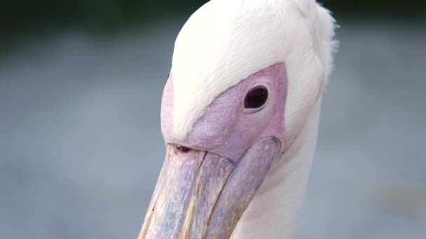 Porträt Eines Rosafarbenen Pelikans Der Verschiedene Richtungen Blickt — Stockvideo
