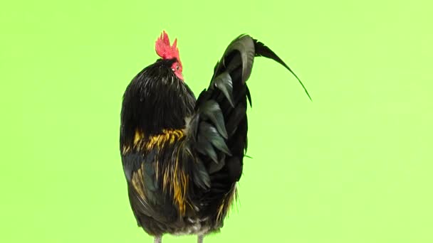 Μαύρος Κόκορας Κοιτάζει Διαφορετικές Κατευθύνσεις Μια Πράσινη Οθόνη — Αρχείο Βίντεο