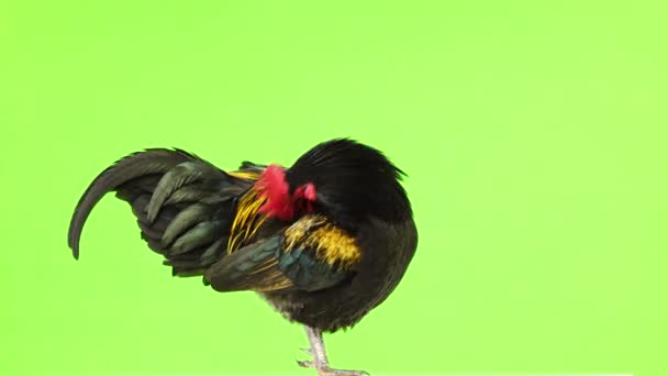 Black Rooster Adjusts Its Feathers Green Screen — Stock Video