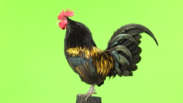 Rooster Crows Green Screen — Stock Video