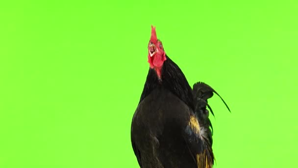 Gallo Canta Una Pantalla Verde — Vídeo de stock