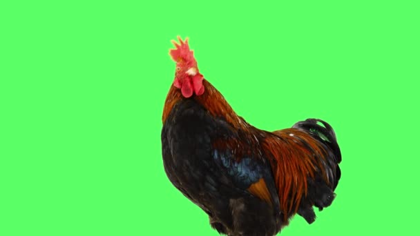 Rooster Looks Intently Camera Green Screen — Stock Video