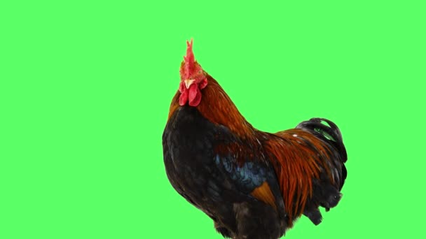 Rooster Blinks His Eyes Looks Camera Green Screen — Stock Video