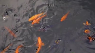 Siyah arka planda pembe flamingo sürüsü