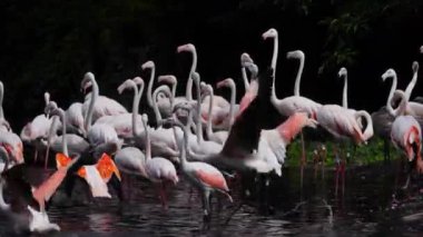 Siyah arka planda pembe flamingo sürüsü