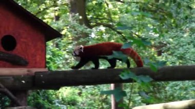 Kızıl panda ormanda bir kütük boyunca yürüyor.