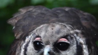 Verreauxs kartal baykuşu avını yer.