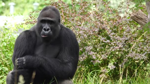 Gorilla Chews Food Green Background — Stock Video