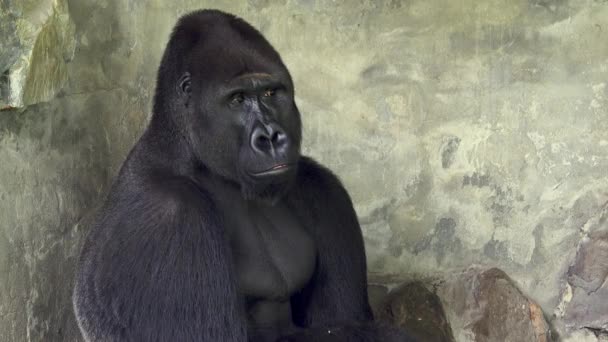 Gorilla Guarda Direzioni Diverse — Video Stock