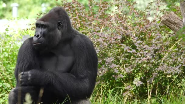 Gorilla Kaut Futter Auf Grünem Hintergrund — Stockvideo