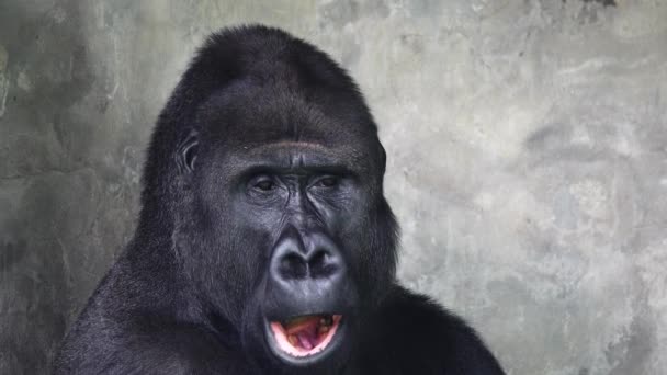 Gorilla Öffnet Seinen Mund Und Schließt Ihn Dann — Stockvideo
