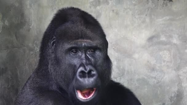 大猩猩张开嘴 然后闭上了嘴 — 图库视频影像