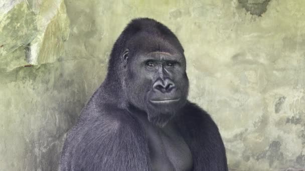 Gorilla Öppnar Munnen Och Stänger Den — Stockvideo