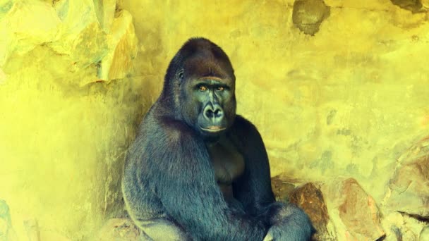 Gorilla Som Symbol För Primitiv Människa Sitter Och Reflekterar Över — Stockvideo