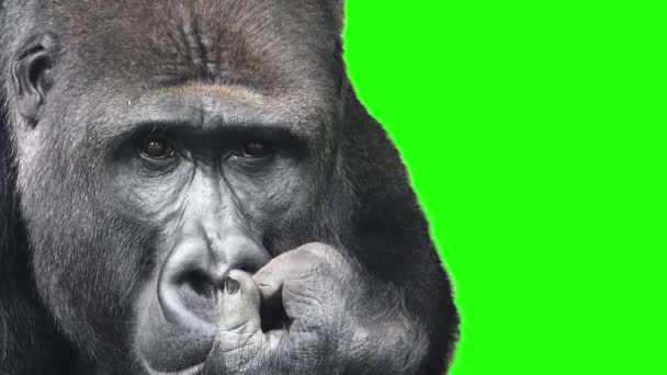 山地大猩猩在绿色的屏幕上沉思 — 图库视频影像