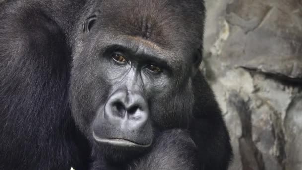 Portrét Horské Gorily Meditující Pozadí Kamenů — Stock video
