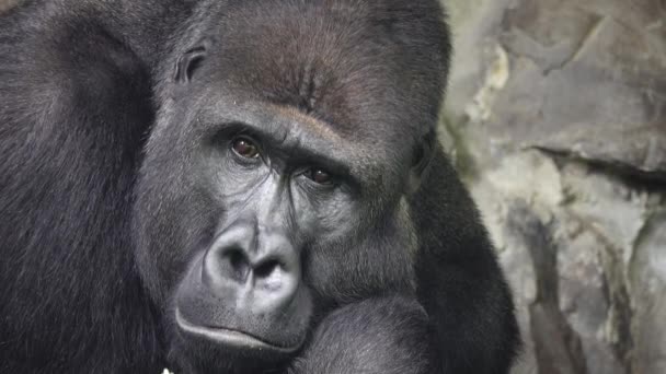 Potret Dari Gorila Gunung Bermeditasi Atas Latar Belakang Batu — Stok Video