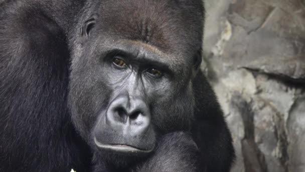 Ritratto Gorilla Montagna Che Medita Uno Sfondo Pietre — Video Stock