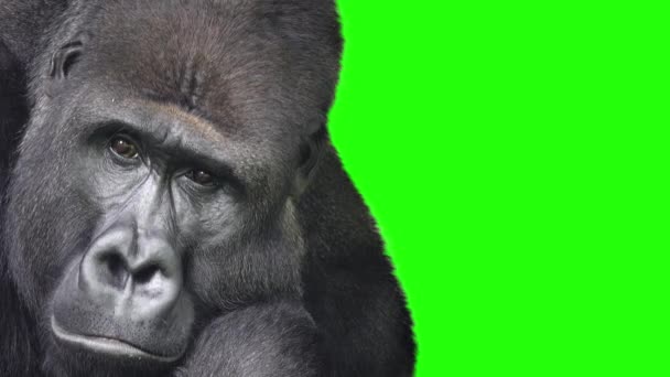 Mountain Gorilla Mediteert Een Groen Scherm — Stockvideo