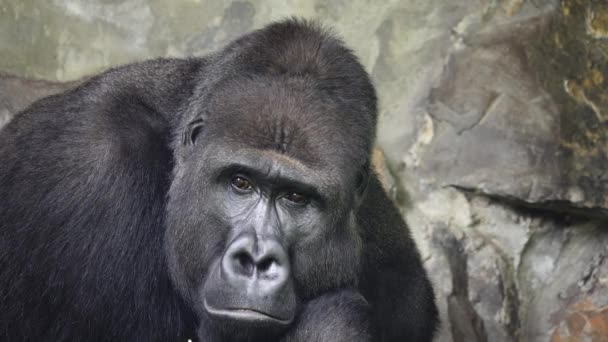 Ritratto Gorilla Montagna Che Medita Uno Sfondo Pietre — Video Stock