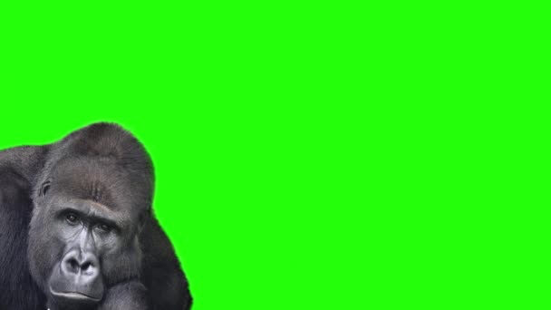 Gorila Montanha Piscando Olhos Uma Tela Verde — Vídeo de Stock