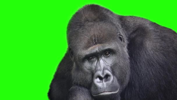 Gorila Gunung Berkedip Matanya Pada Layar Hijau — Stok Video